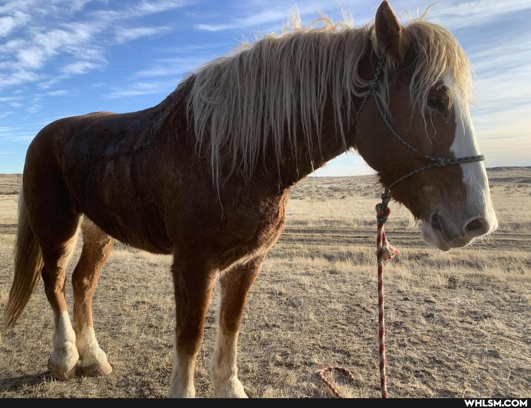 mildly_interesting, horse, horsing_around, mare_necessities