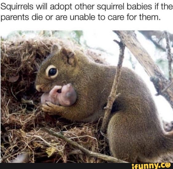 Squirrels will adopt other squirrel babies if the
parents die or are unable to care for them.