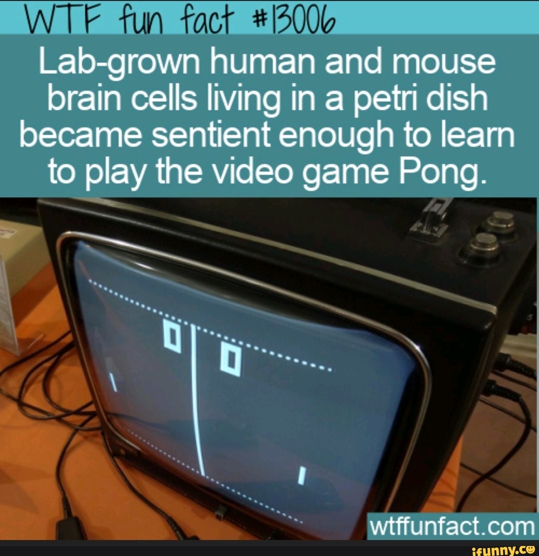 Tun Labgrown human and mouse brain cells living in a petri dish became sentient enough to learn