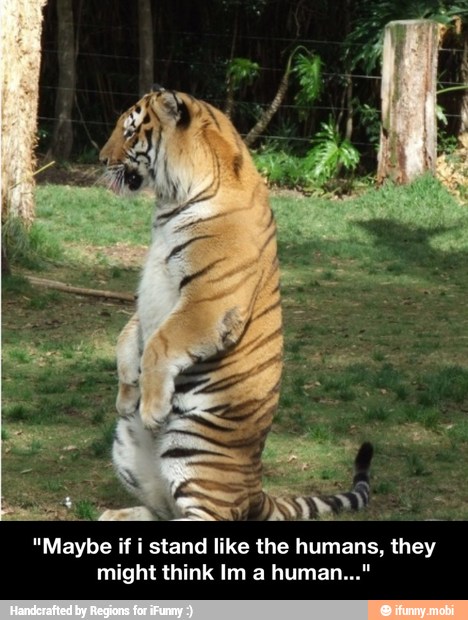 if - "Maybe if i stand like the humans, they might think Im a human..."