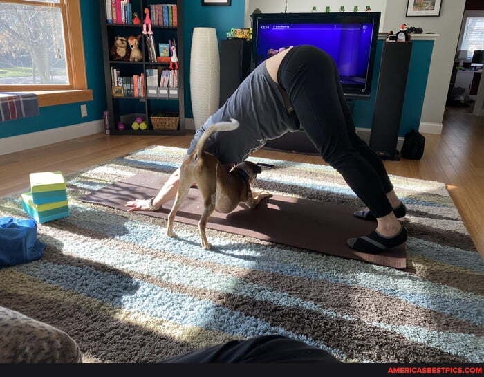 downward, dog