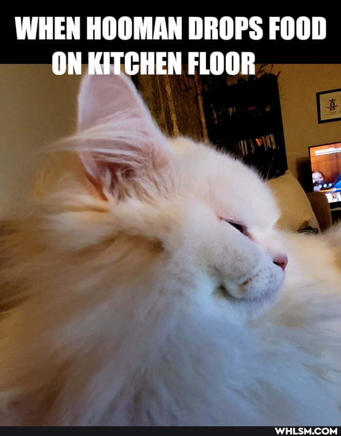 WHEN HOOMAN DROPS FOOD ON KITCHEN FLOOR
al