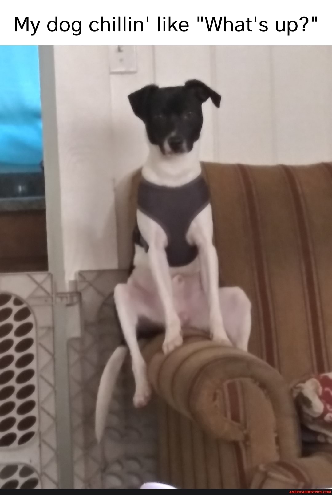 My dog chillin' like "What's up?"
