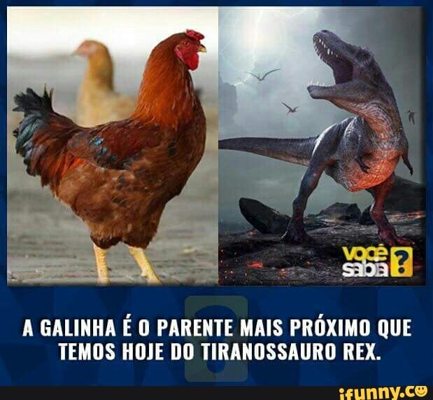 A GALINHA É O PARENTE MAIS PRÓXIMO QUE
TEMOS HOJE DO TIRANOSSAURO REX.