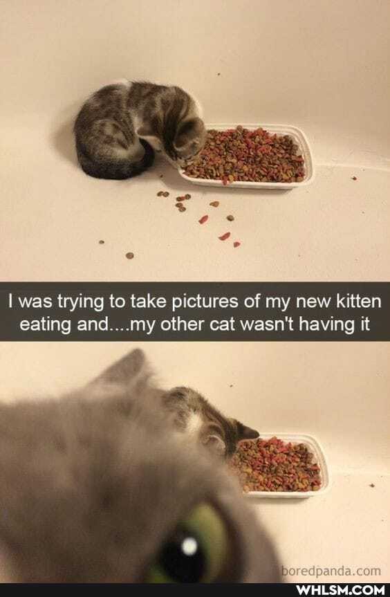 I was trying to take pictures of my new kitten
eating and... my other cat wasn't having it