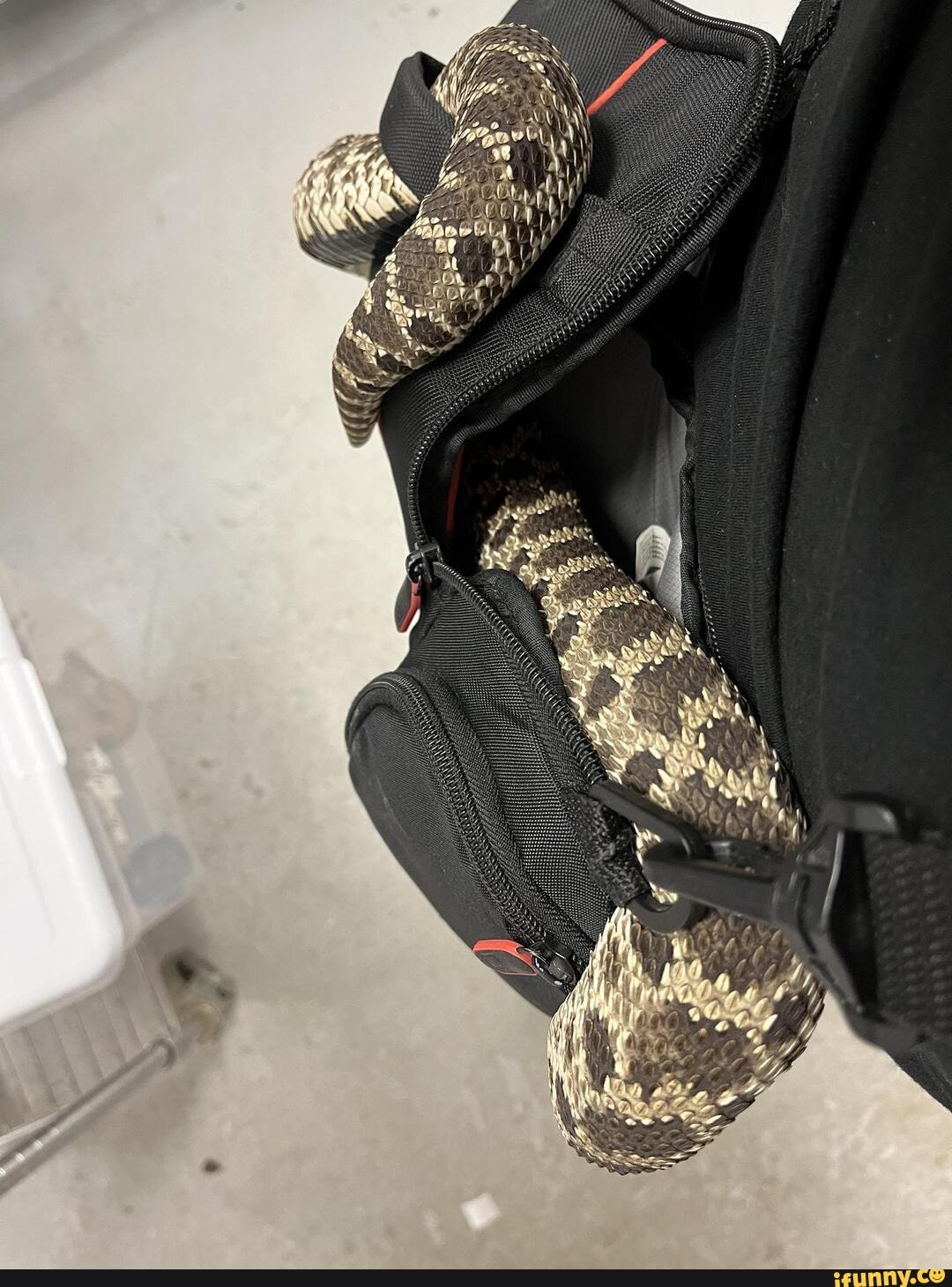 Hognose_snake memes. Best Collection of funny Hognose_snake pictures on