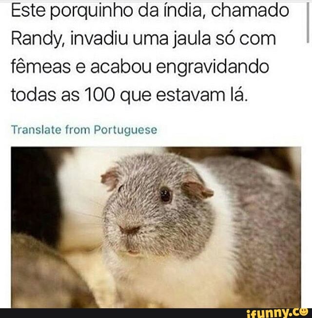 Este porquinho da índia, chamado
Randy, invadiu uma jaula só com
fêmeas e acabou engravidando
todas as 100 que estavam lá.
Translate from Portuguese