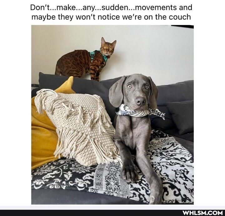 Don't...make...any...sudden...movements and maybe they won't notice we're on the couch