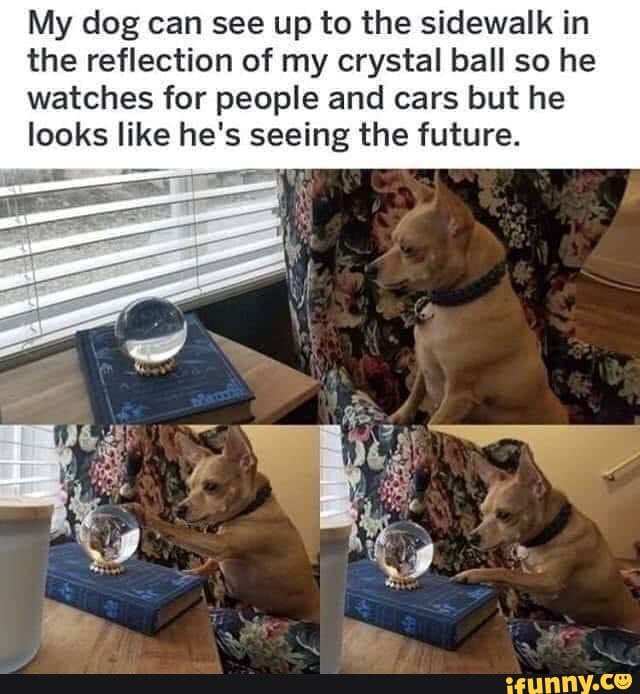 My dog can see up to the sidewalk in the reflection of my crystal ball so he watches for people and cars but he looks like he's seeing the future.