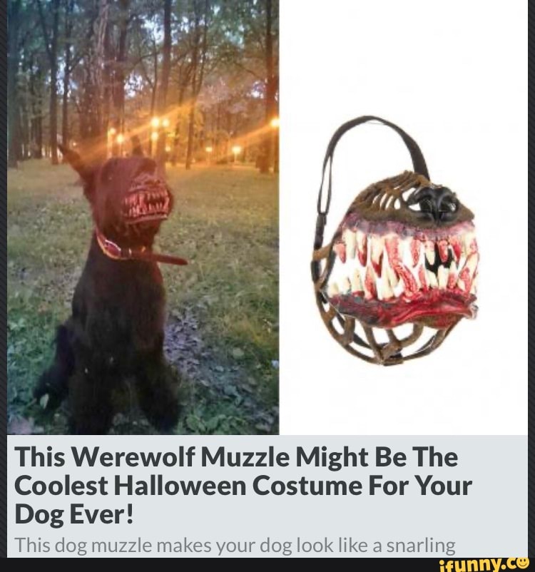 This Werewolf Muzzle Might Be The
Coolest Halloween Costume For Your
Dog Ever!
This dog muzzle makes your dog look like a snarling