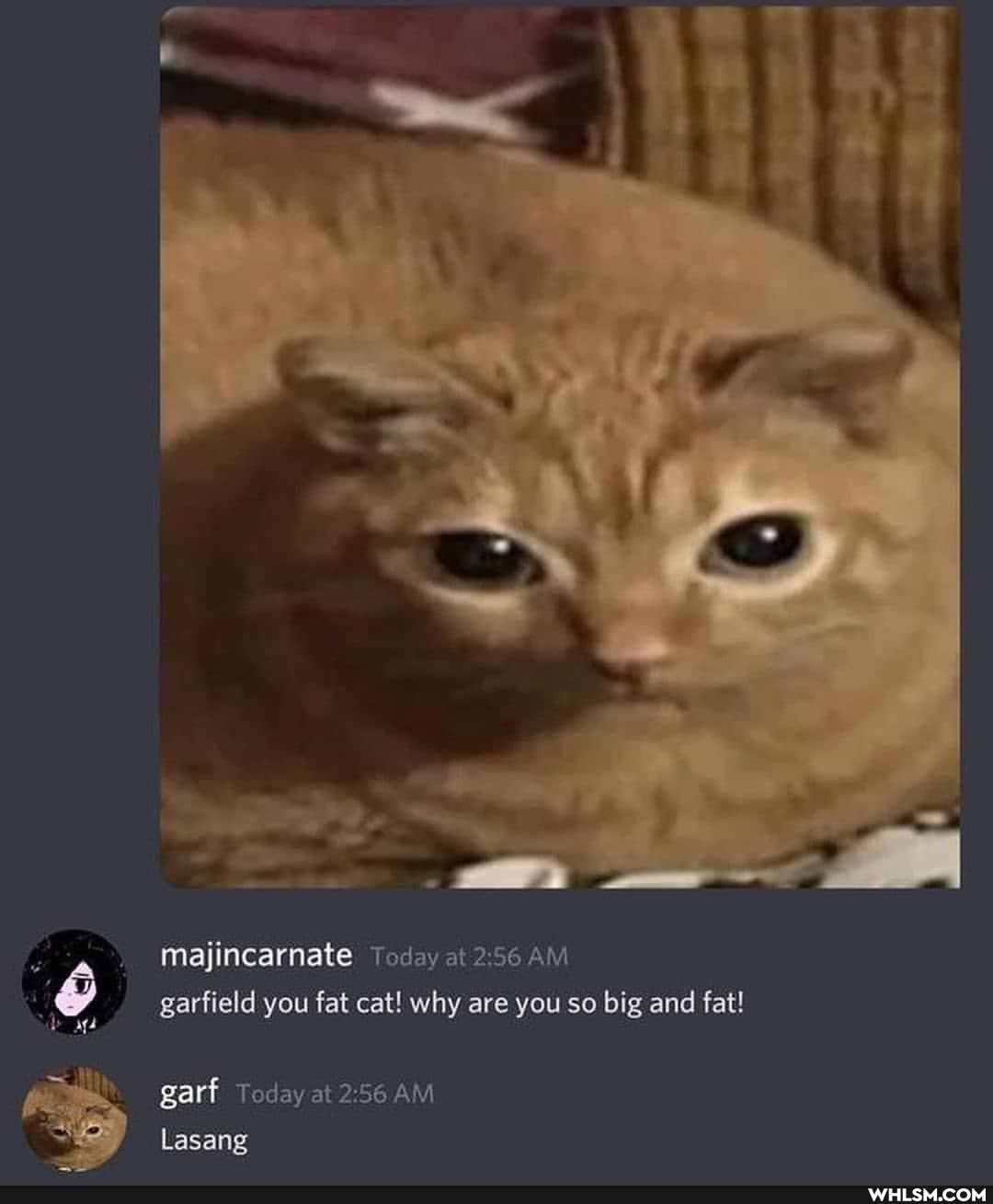 majincarnate Today at AM garfield you fat cat! why are you so big and fat!
garf Today at
Lasang