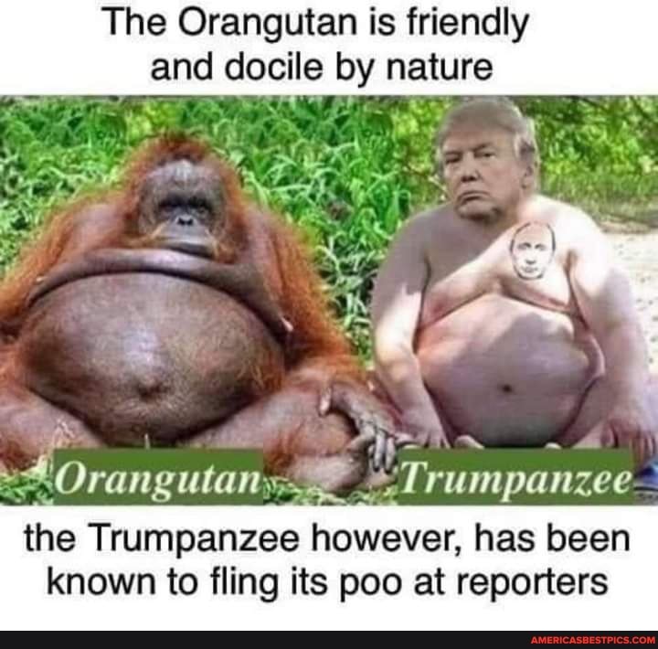 The Orangutan is friendly
and docile by nature
Oran gutany; ":Trumpanzee- the Trumpanzee however, has been
known to fling its poo at reporters