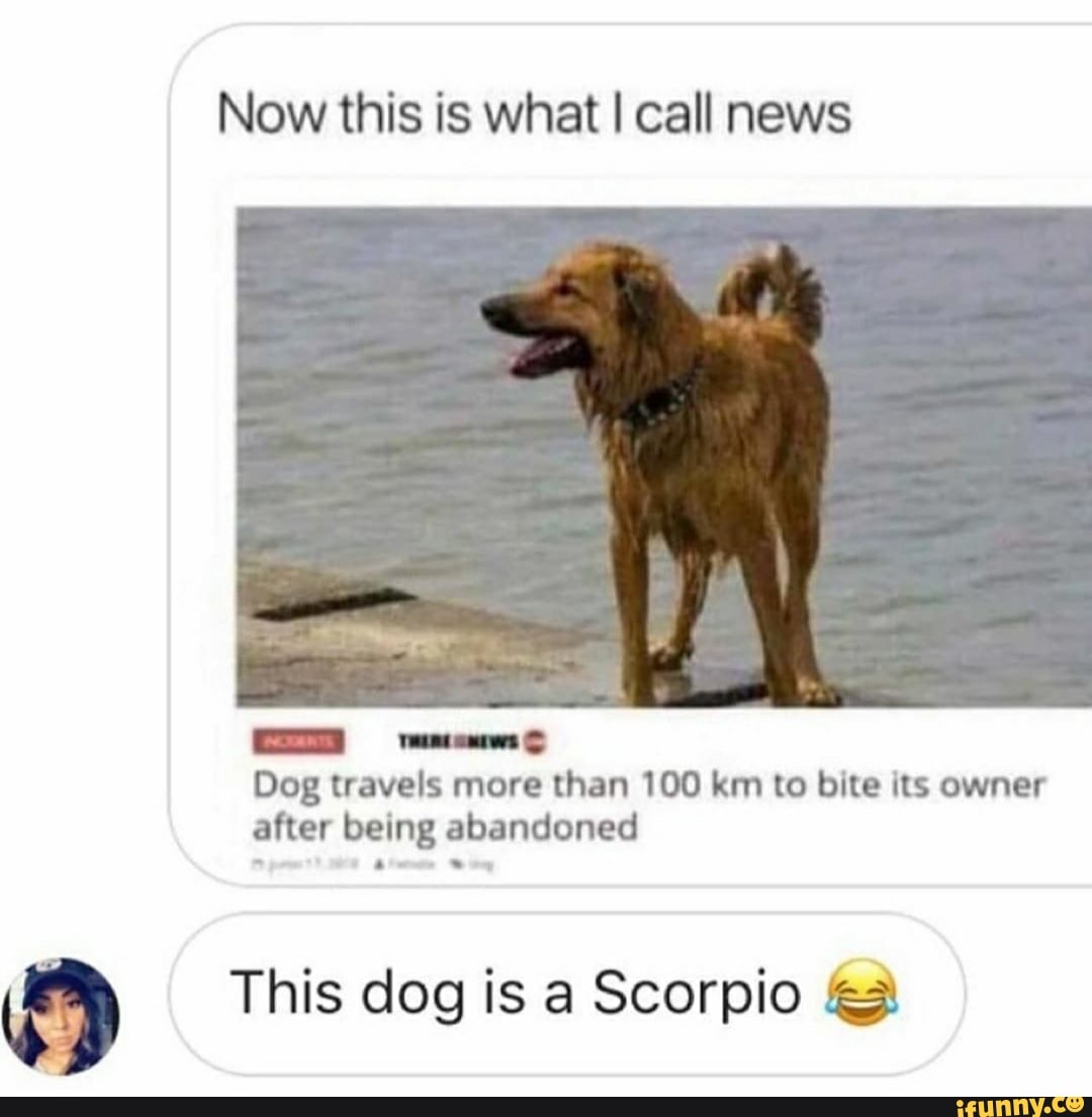 Now this is what I call news
Dog travels more than 100 km to bite its owner after being abandoned
This dog is a Scorpio