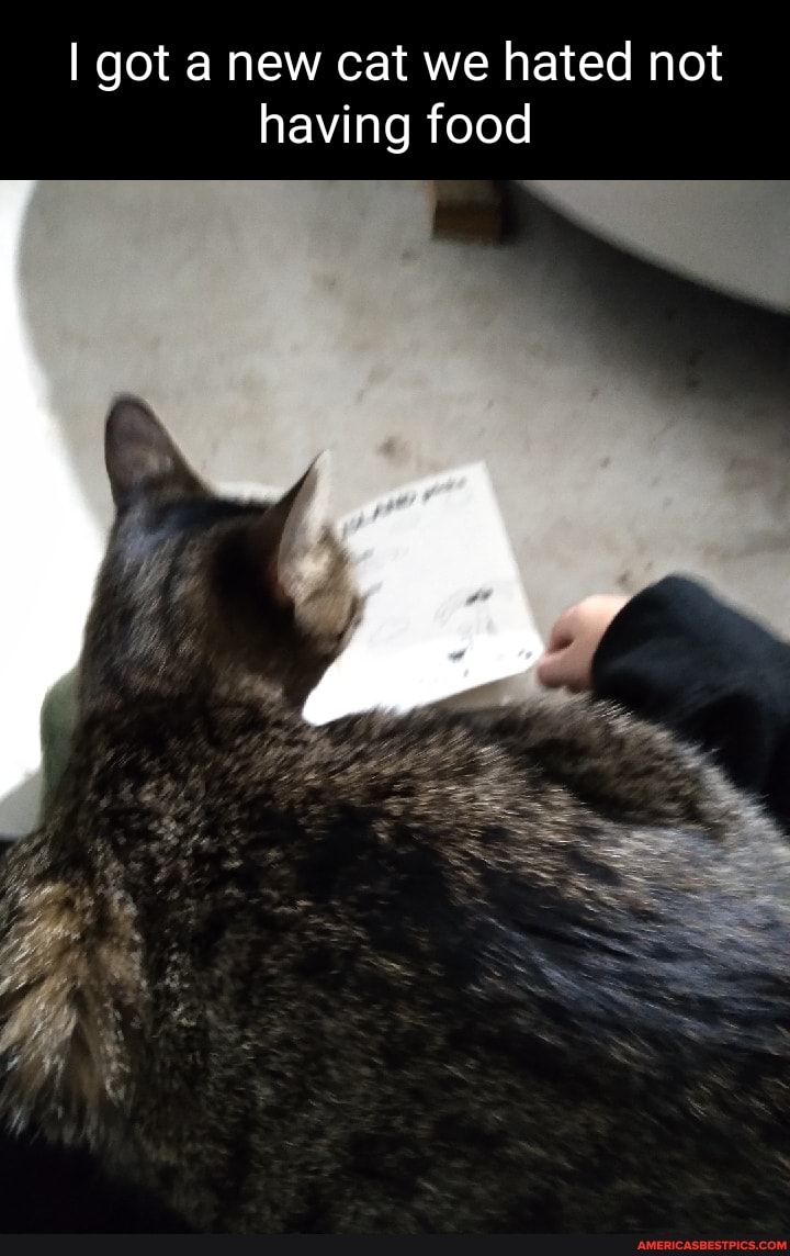 I got a new cat we hated not having food