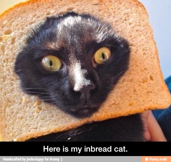 Here is my inbread cat. - Here is my inbread cat.