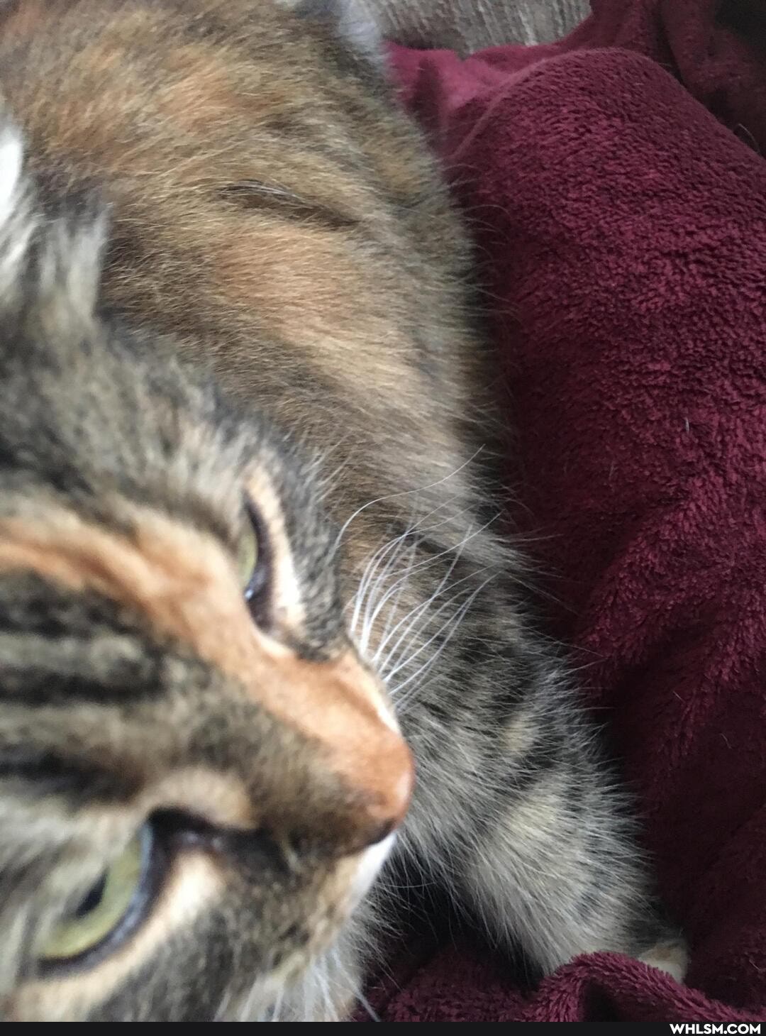 cats, funny
