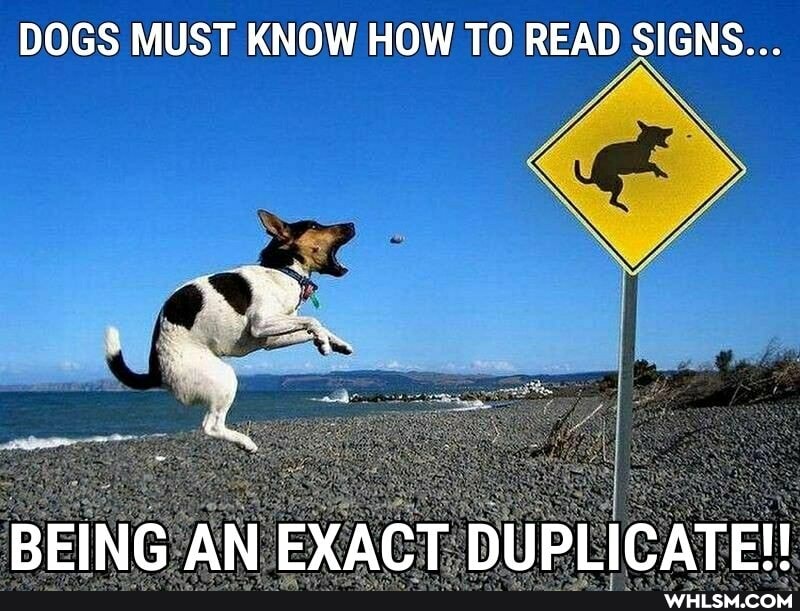 DOGS MUST KNOW HOW TO READ SIGNS...
The,
BEING AN EXACT DUPLICATE!!