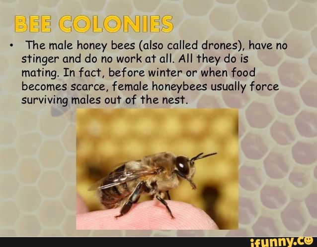 COLONIES The male honey bees (also called drones), have no stinger and ...