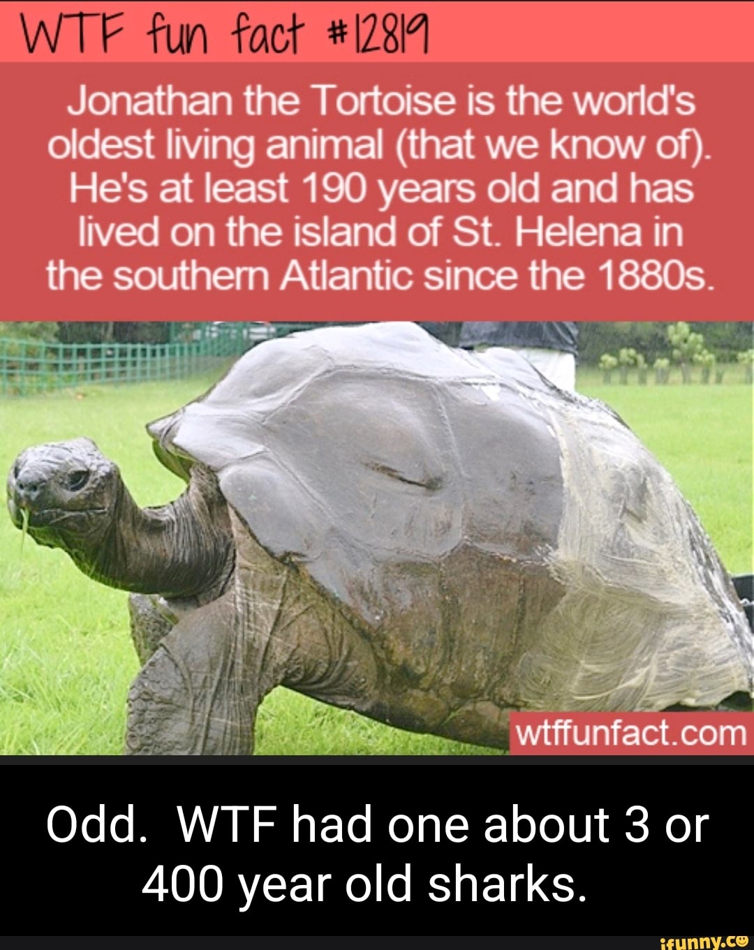 Fun Jonathan the Tortoise is the world's oldest living animal (that we know  of). He's at