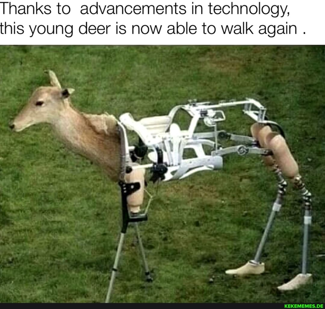 hanks to advancements in technology, his young deer is now able to walk again .