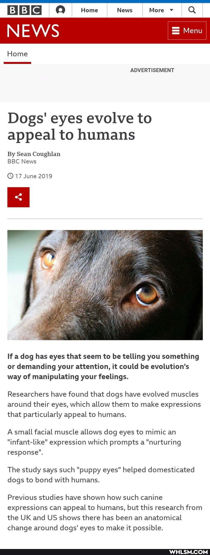 Home News More v
EWS Menu
ADVERTISEMENT
Dogs' eyes evolve to appeal to humans
By Sean Coughlan
BBC News
17 June 2019
If a dog has eyes that seem to be telling you something or demanding your attention, it could be evolution's way of manipulating your feelings.
Researchers have found that dogs have evolved muscles around their eyes, which allow them to make expressions that particularly appeal to humans.
Asmall facial muscle allows dog eyes to mimic an
"infant-like" expression which prompts a "nurturing response".
The study says such "puppy eyes" helped domesticated dogs to bond with humans.
Previous studies have shown how such canine expressions can appeal to humans, but this research from the UK and US shows there has been an anatomical change around dogs' eyes to make it possible.