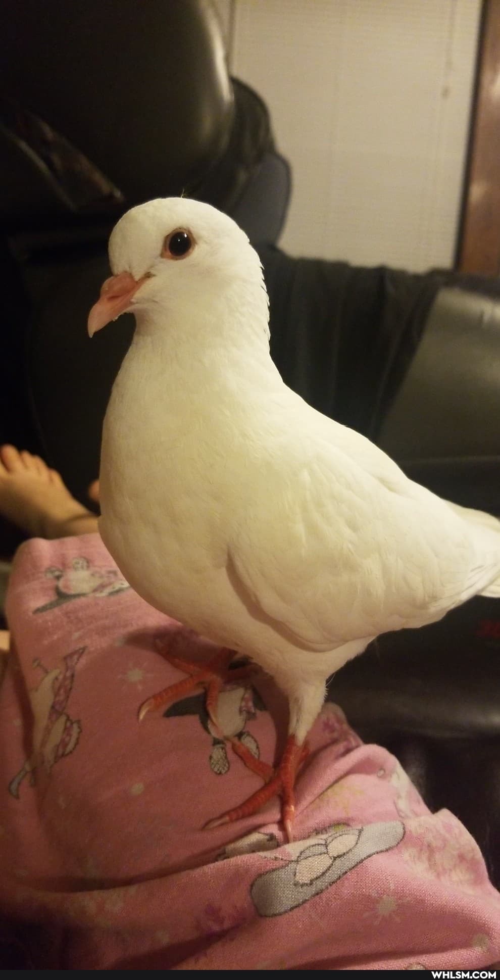 baby_animals, pigeon, pudge