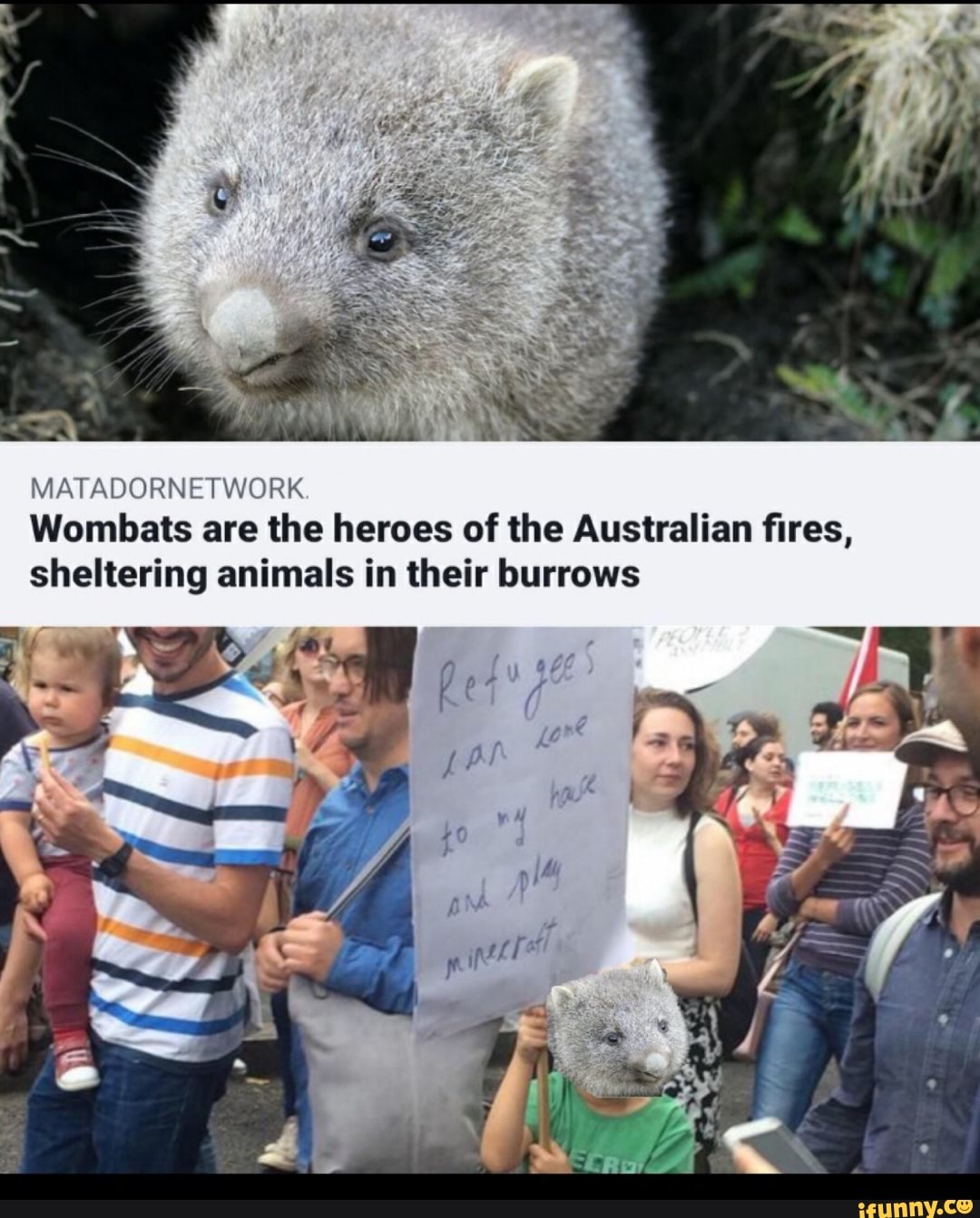 MATADORNETWORK Wombats are the heroes of the Australian fires ...