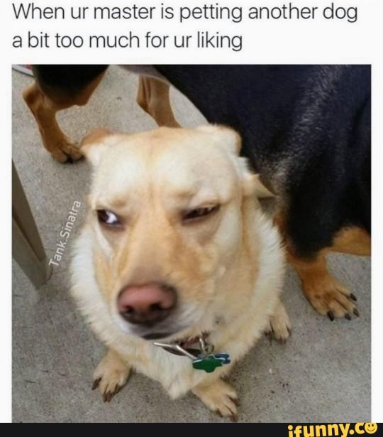 When ur master is petting another dog a bit too much for ur liking