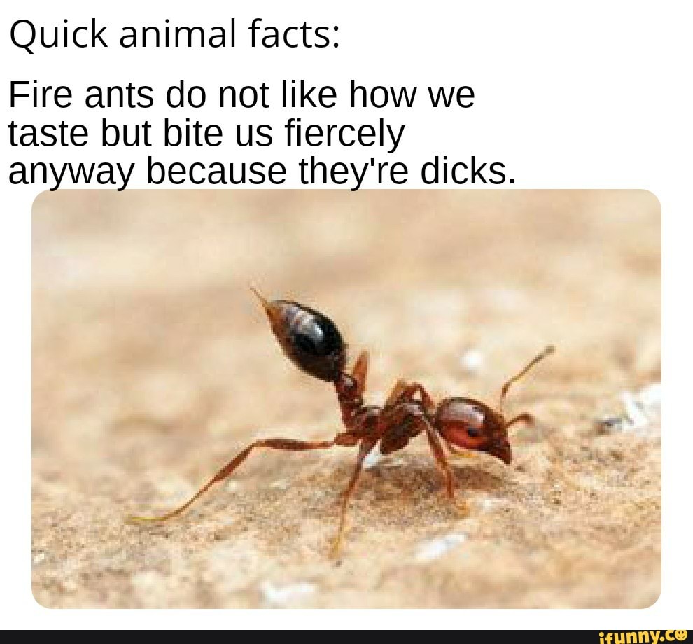Quick animal facts Fire ants do not like how we taste but bite us