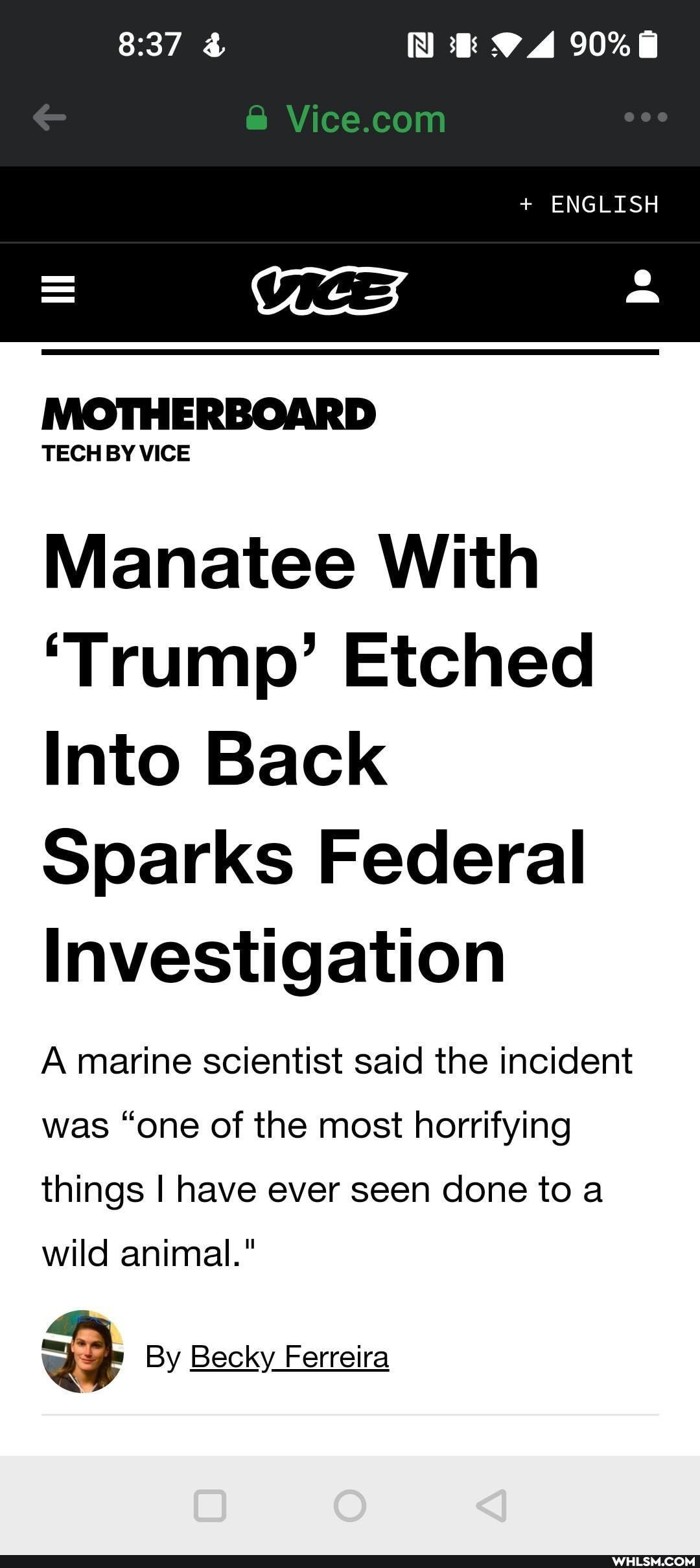 + ENGLISH
MOTHERBOARD)
TECH BY VICE
Manatee With
'Trump' Etched
Into Back
Sparks Federal
Investigation
A marine scientist said the incident was "one of the most horrifying things I have ever seen done to a
wild animal."
By Becky Ferreira