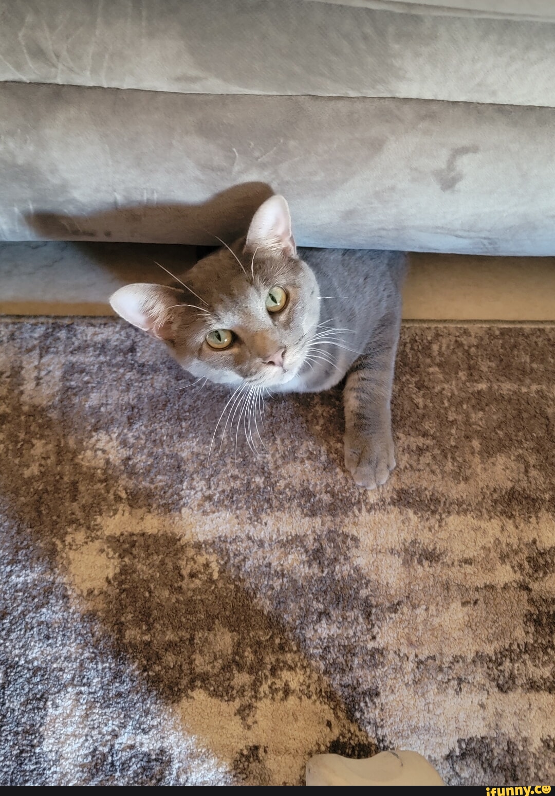 Sofa Memes Best Collection Of Funny Sofa Pictures On Ifunny