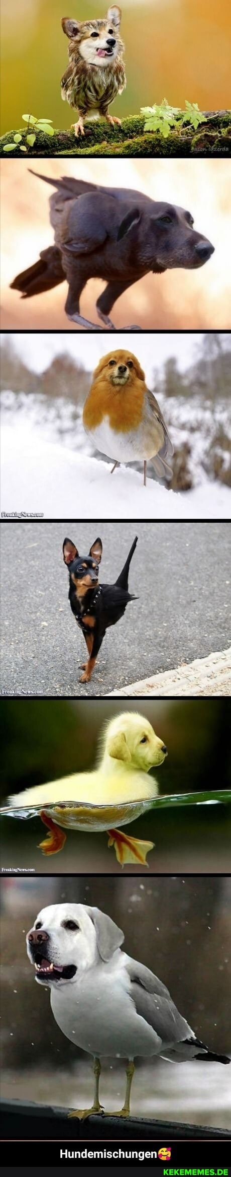 Hundemischungen🥰