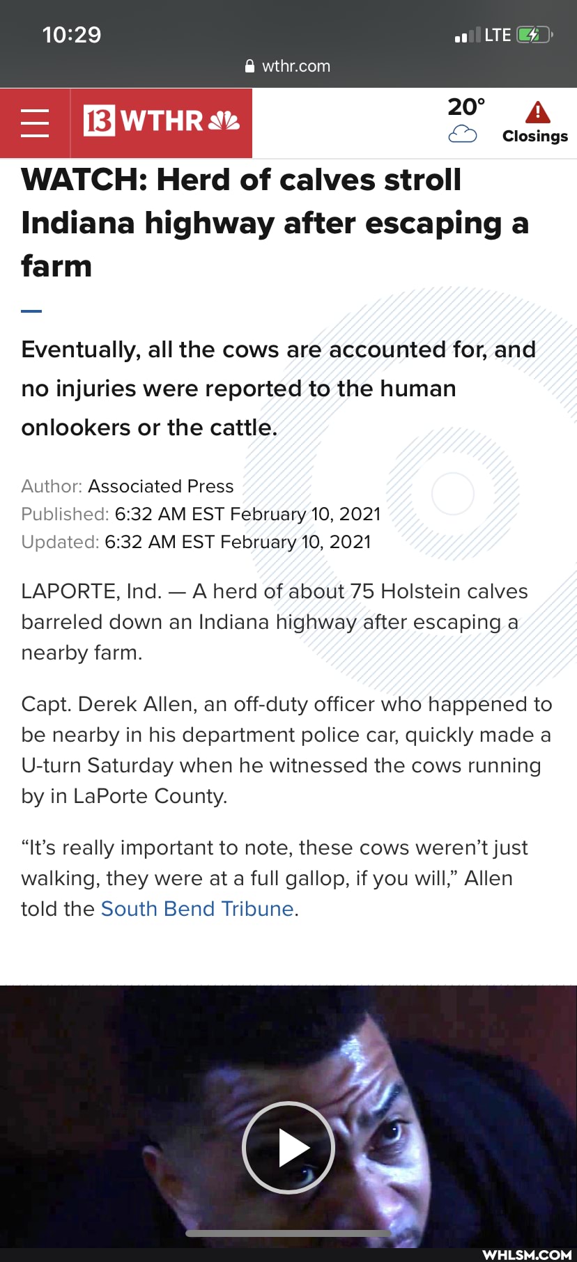 LTE
& Closings
WATCH: Herd of calves stroll
Indiana highway after escaping a farm
Eventually, all the cows are accounted for, and no injuries were reported to the human onlookers or the cattle.
ASS
Author: Associated Press
Published: AM EST February 10, 2021
Updated: AM EST February 10, 2021
LAPORTE, Ind. - A herd of about 75 Holstein calves barreled down an Indiana highway after escaping a nearby farm.
Capt. Derek Allen, an off-duty officer who happened to be nearby in his department police car, quickly made a
U-turn Saturday when he witnessed the cows running by in LaPorte County.
"It's really important to note, these cows weren't just walking, they were at a full gallop, if you will," Allen told the South Bend Tribune.
