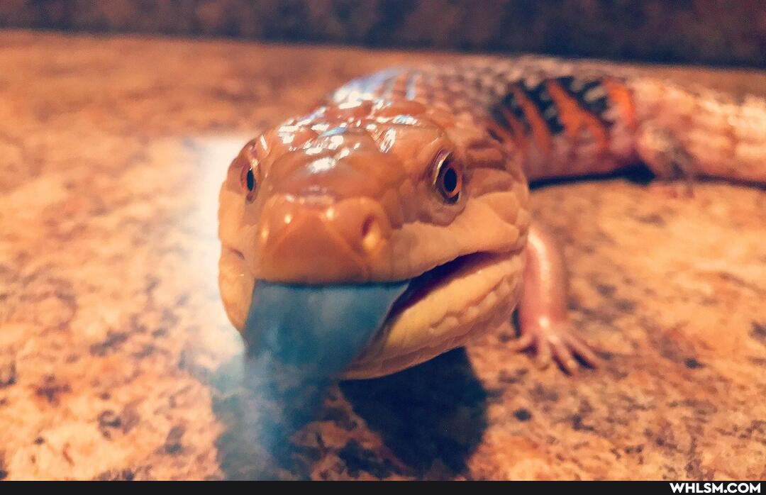 pets, lizard, bluetongueskink