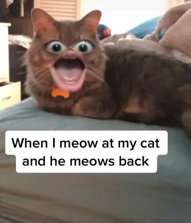 Cats All Day on Instagram “Like literally 👁👄👁 Via Pecherwood (TikTok