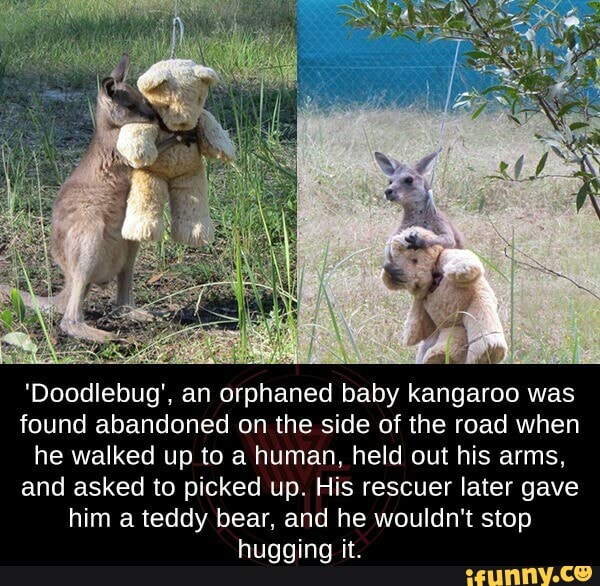 Doodlebug 'Doodlebug', an orphaned baby kangaroo was found abandoned