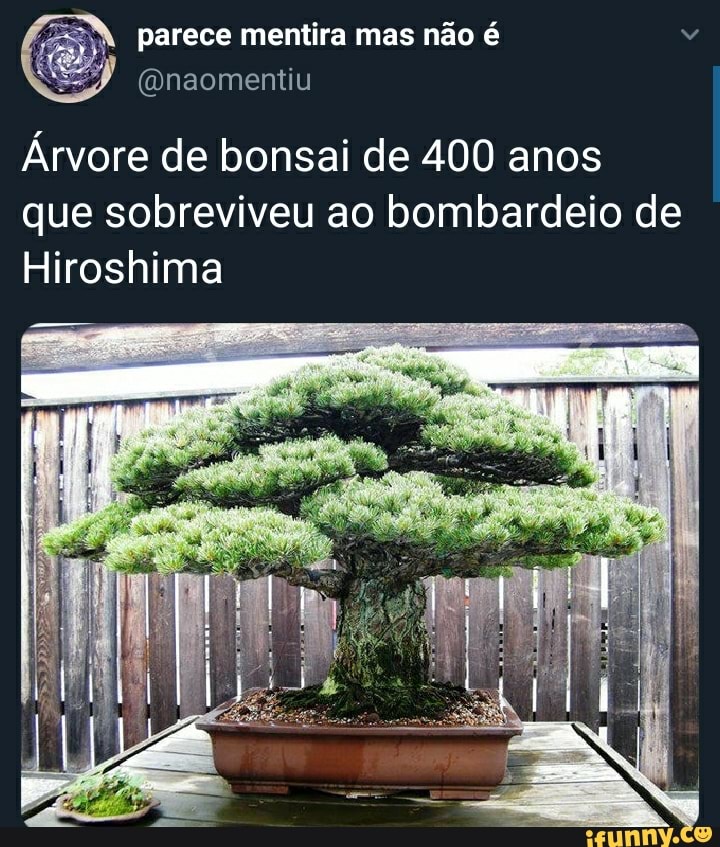 parece mentira mas não é
(Qnaomentiu
Árvore de bonsai de 400 anos que sobreviveu ao bombardeio de
Hiroshima