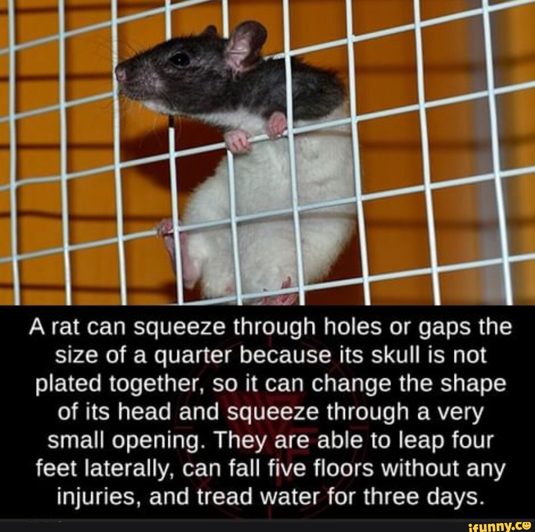 A rat can squeeze through holes or gaps the size of a quarter because ...