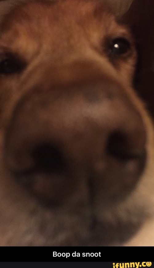 Boop da snoot - Boop da snoot
