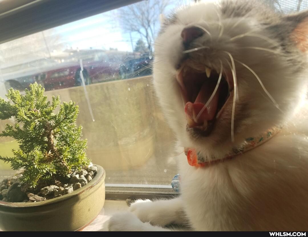 funny, cat, aww