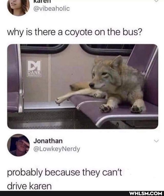 why is there a coyote on the bus?
Jonathan
probably because they can't
