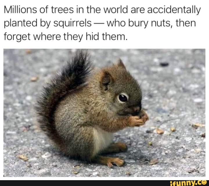 Millions Of Trees In The World Are Accidentally Planted By Squirrels 