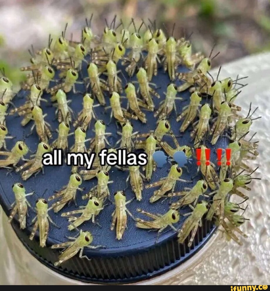 🔥🔥🗣️🗣️ALL MY FELLAS🗣️🗣️🔥🔥#fellas #allmyfellas #meme #funny #st