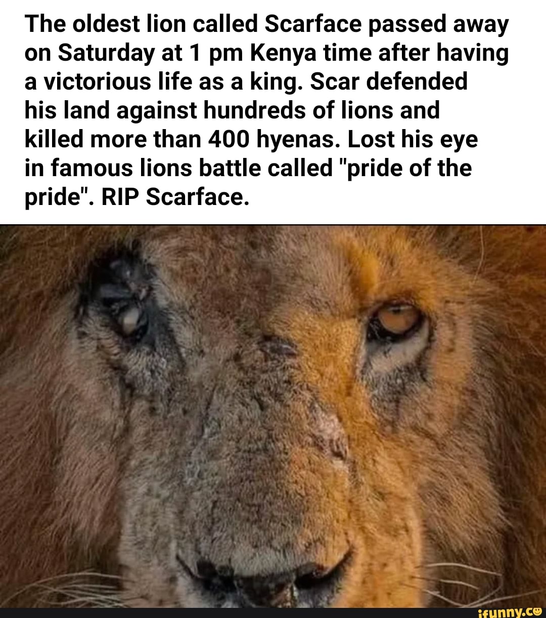 The oldest lion called Scarface passed away on Saturday at 1 pm Kenya ...