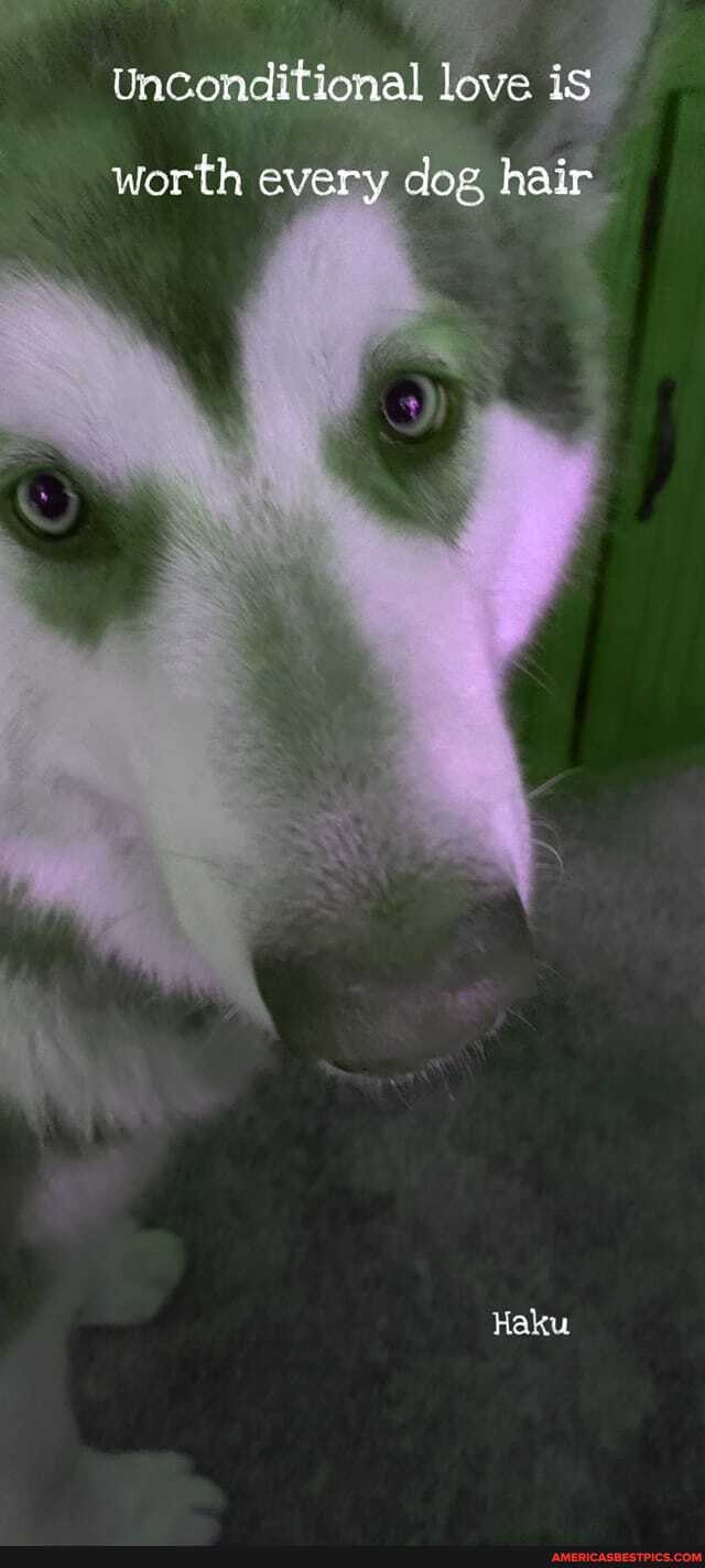 Unconditional love is
worth every dog, hair
Haku