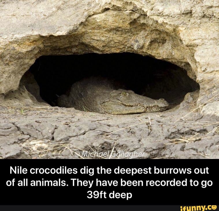Nile crocodiles dig the deepest burrows out of all animals. They have been recorded to go
39ft deep - Nile crocodiles dig the deepest burrows out of all animals. They have been recorded to go 39ft deep