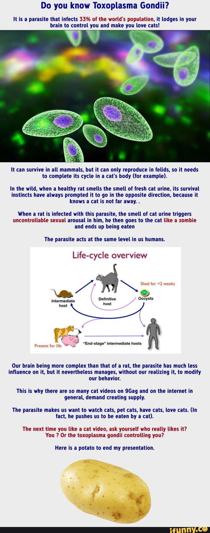 Toxoplasma memes. Best Collection of funny Toxoplasma pictures on iFunny