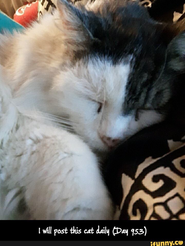 will post this cat daily (Day 953) - I will post this cat daily (Day 953)