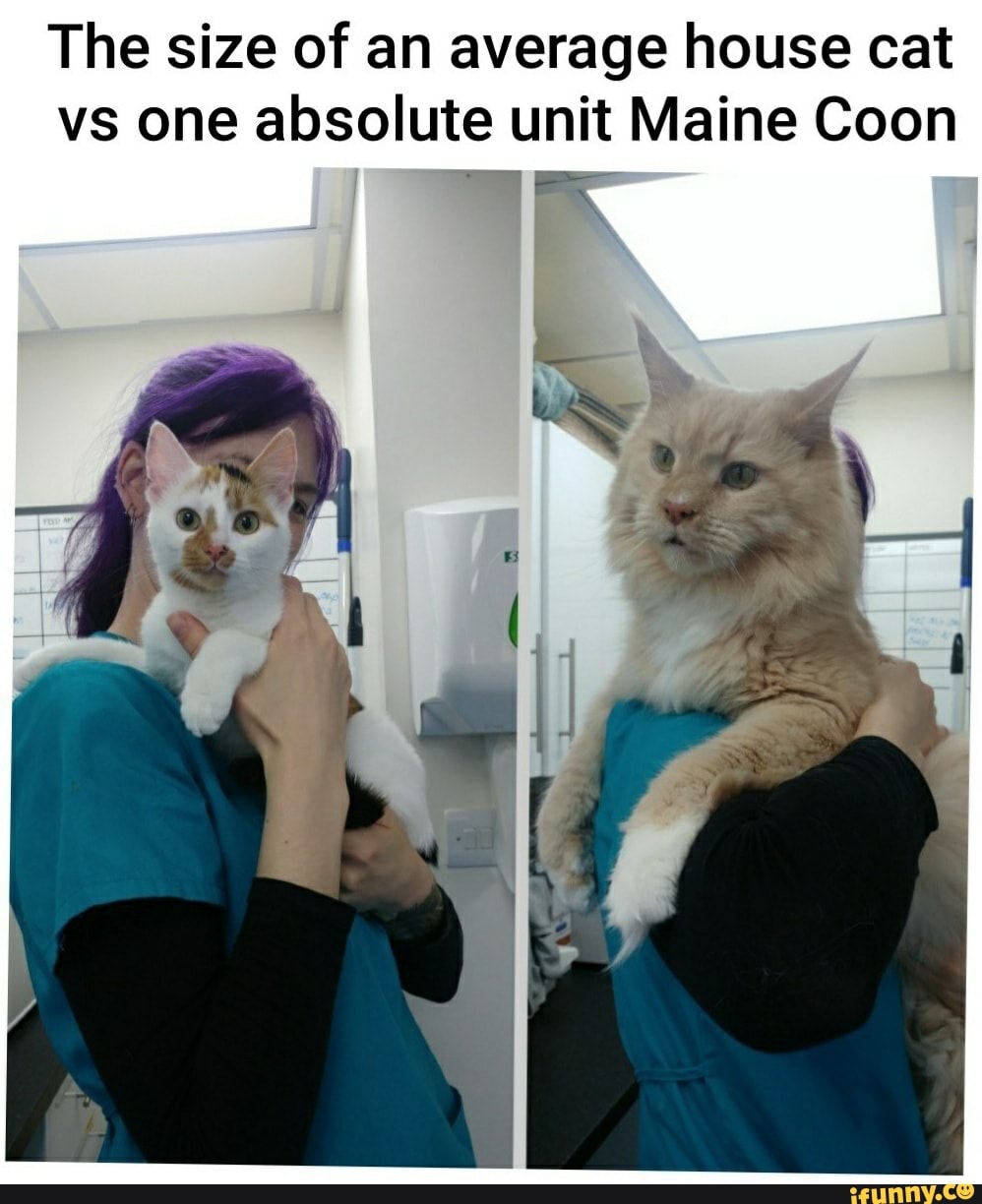 The size of an average house cat vs one absolute unit Maine Coon iFunny