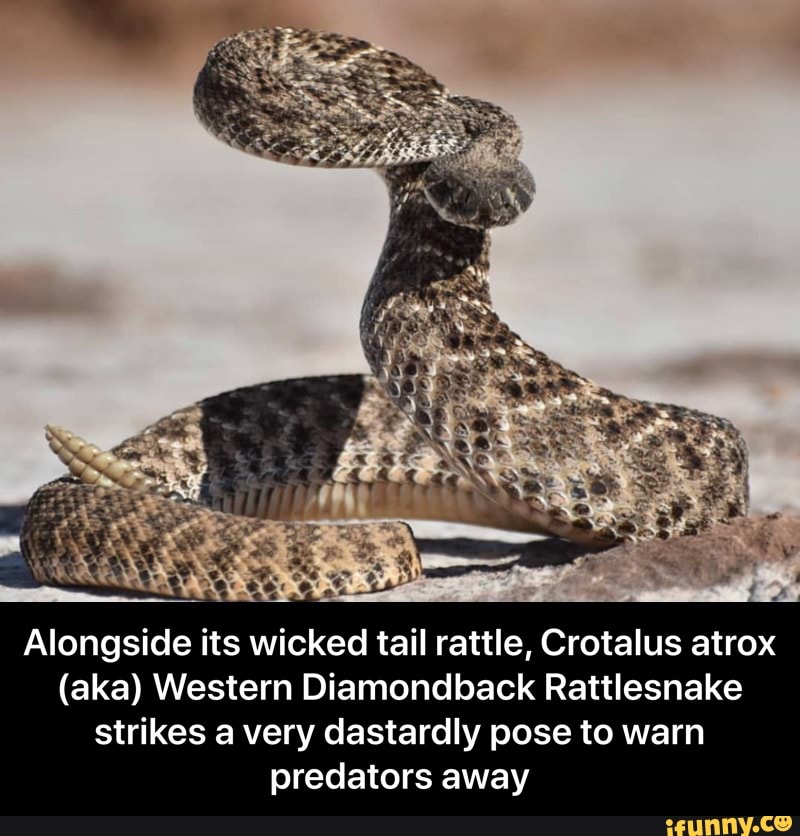 Alongside its wicked tail rattle, Crotalus atrox (aka) Western Diamondback Rattlesnake strikes a